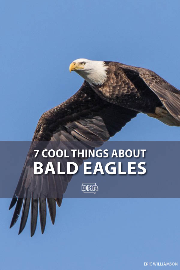 How much do you know about our national bird? Here are 7 cool things to know about bald eagles | Iowa DNR